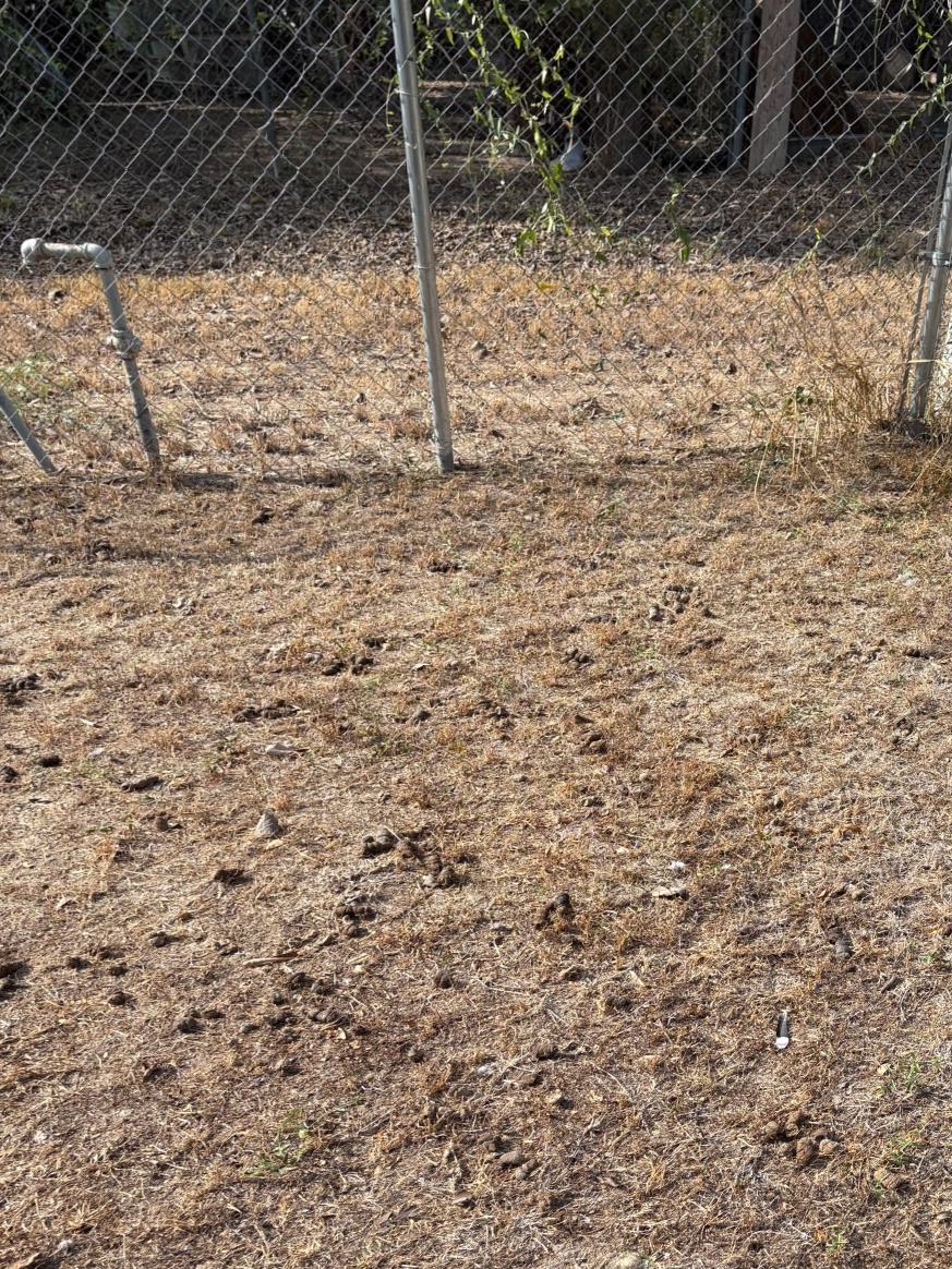 Backyard covered in dog waste before a Ground Patrol cleanup