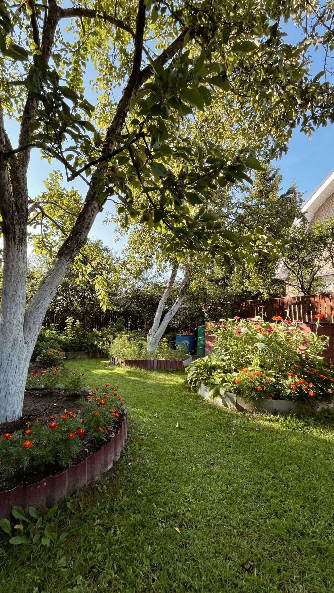 A lush green backyard lawn shaded by trees — the kind of yard regular pet waste removal helps protect