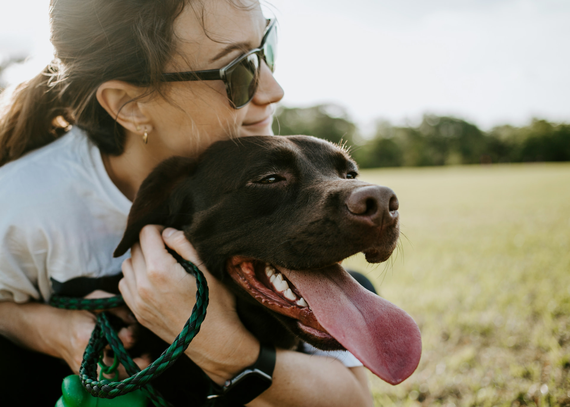 A happy chocolate Labrador with its owner enjoying time outdoors